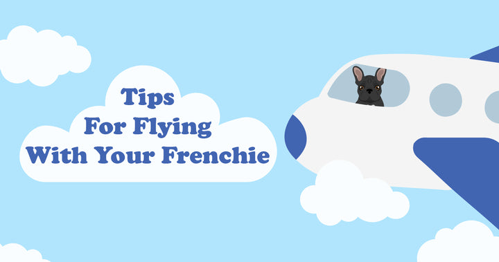 Tips for Traveling With Your Frenchie