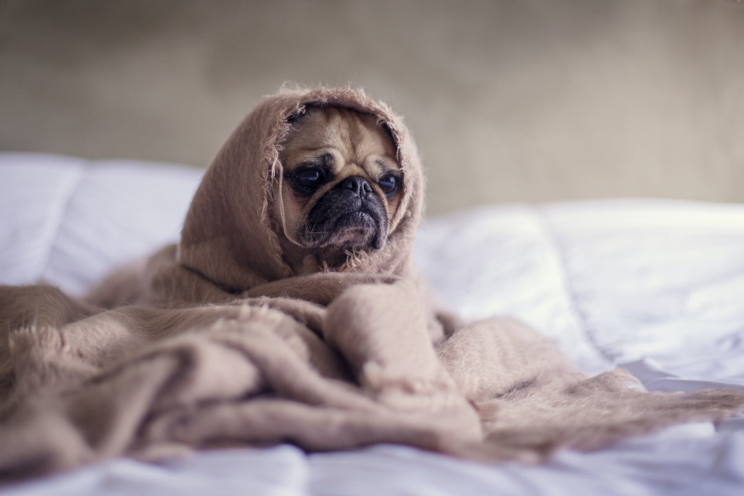 Boarding Your Dog For The First Time? Here's What You Need To Know