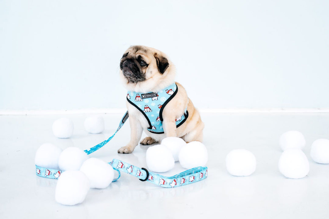 How to keep your pup safe during winter fun!