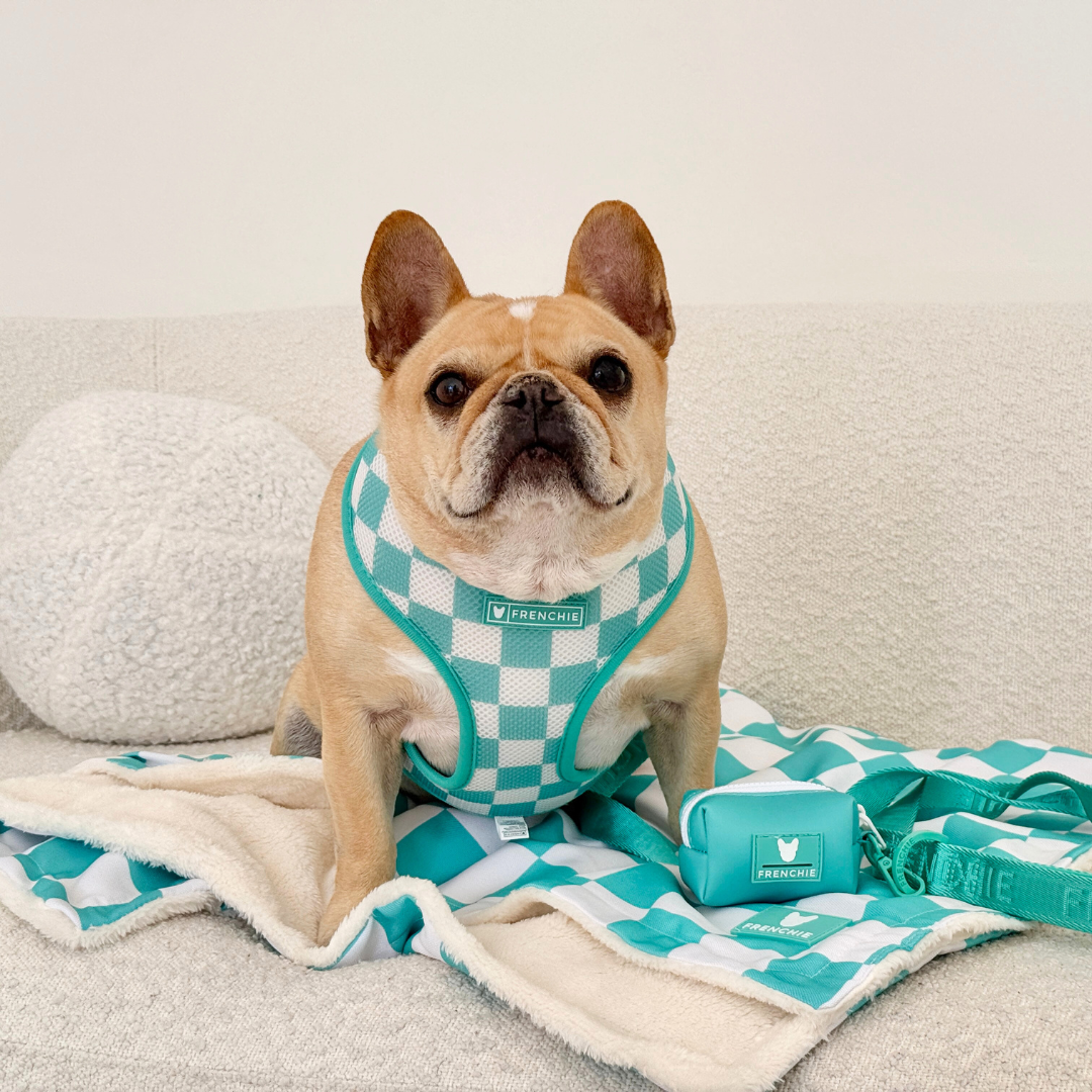 Frenchie Blanket Aqua Checkered – Frenchie Bulldog