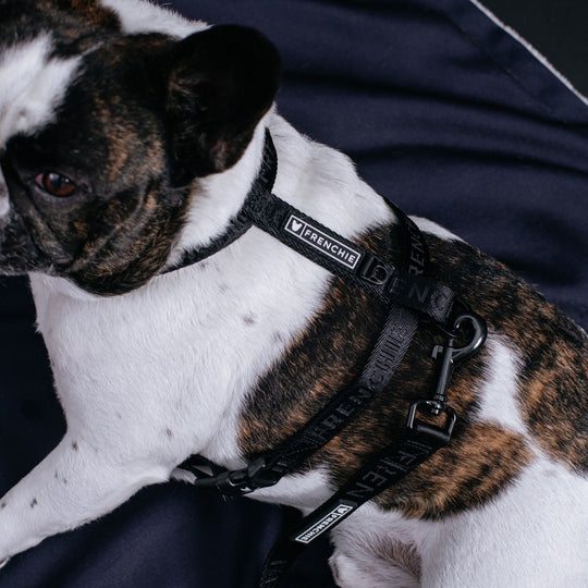 Frenchie Strap Harness - Solid Black