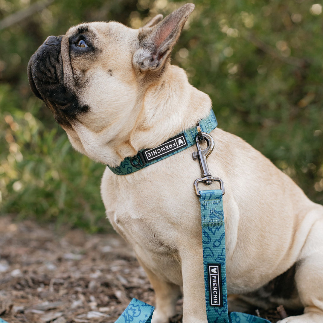 Frenchie Comfort Leash - Camp Frenchie