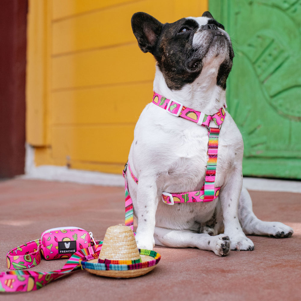 Frenchie Strap Harness - Taco Tuesday- Pink