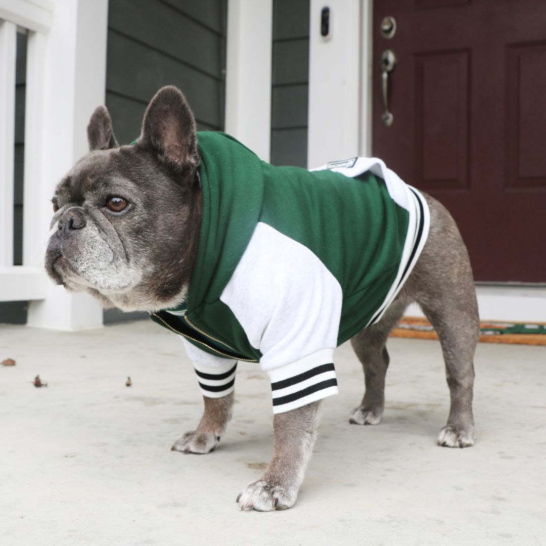 Frenchie Dog Hoodie Emerald City Varsity - Main Image