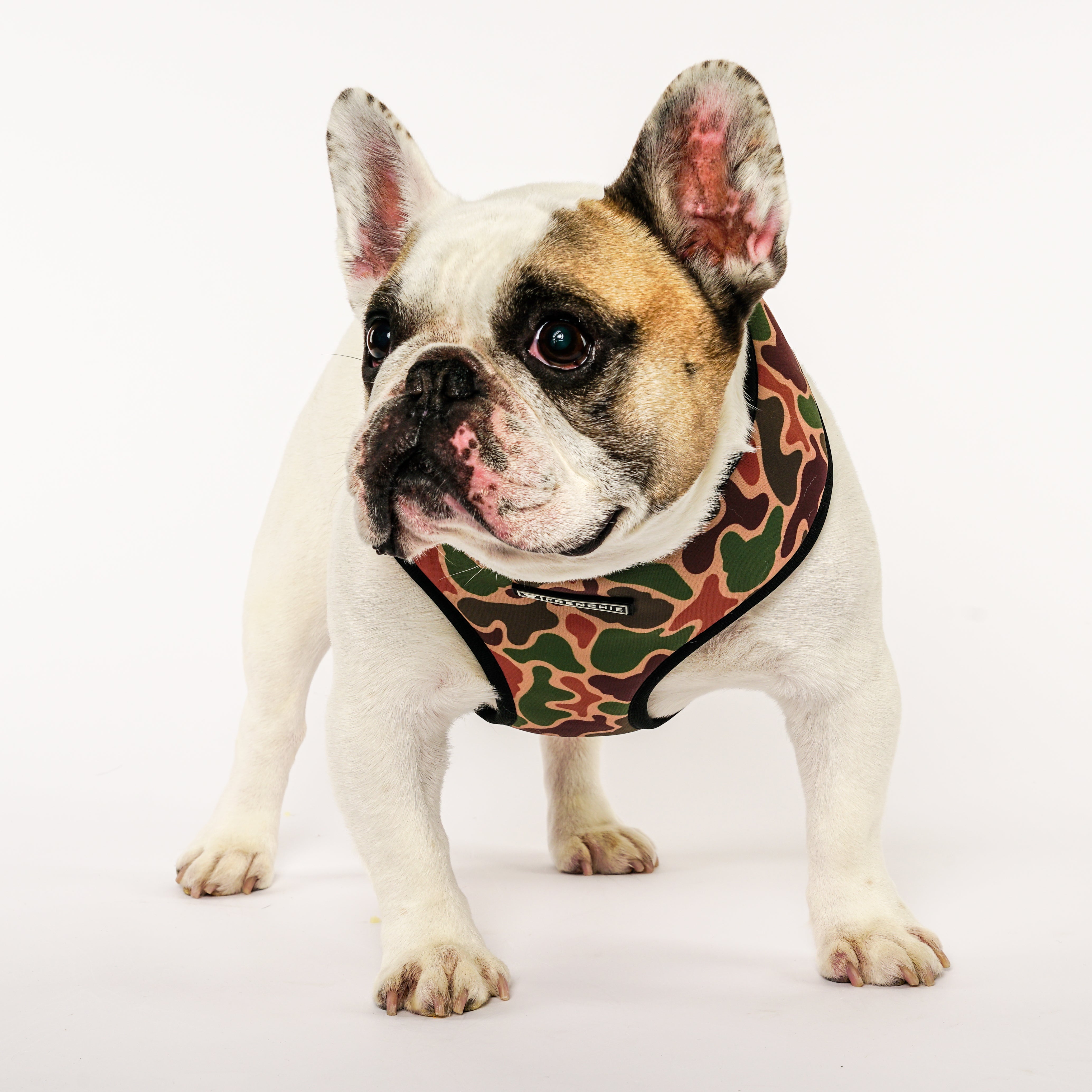Frenchie Duo Reversible Harness - Duck Hunter – Frenchie Bulldog