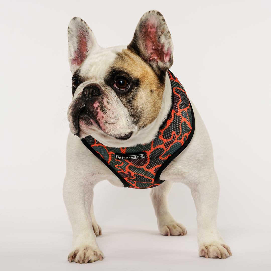 Frenchie Comfort Leash - Duck Hunter