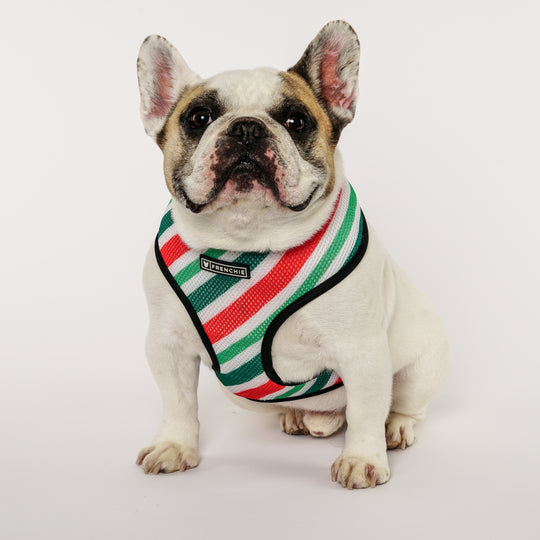 Frenchie Duo Reversible Harness - Nutcracker