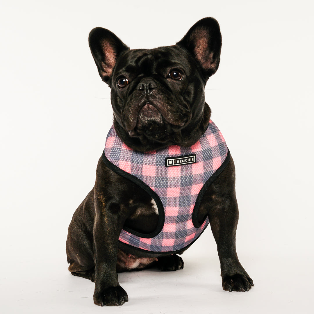 Frenchie Duo Reversible Harness - Highlander Plaid