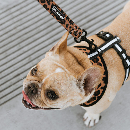 Frenchie Duo Reversible Harness - The Leo - Frenchie Bulldog - Shop Harnesses for French Bulldogs - Shop French Bulldog Harness - Harnesses for Pugs