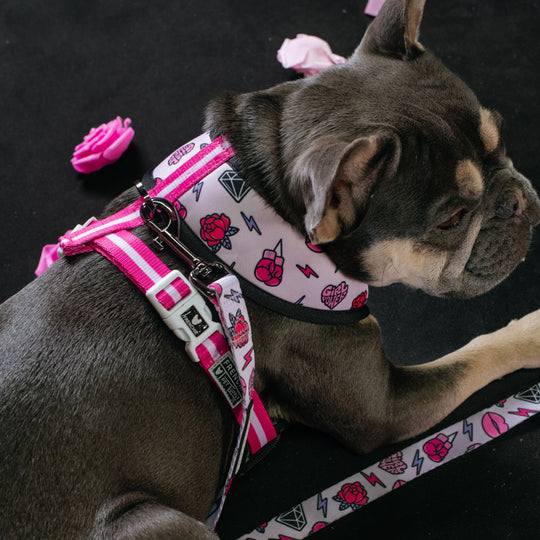 Frenchie Duo Reversible Harness - Girl Power