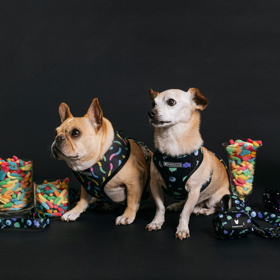 Frenchie Duo Reversible Harness - Howl-O-Ween