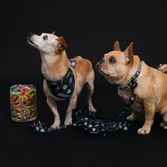 Frenchie Duo Reversible Harness - Howl-O-Ween