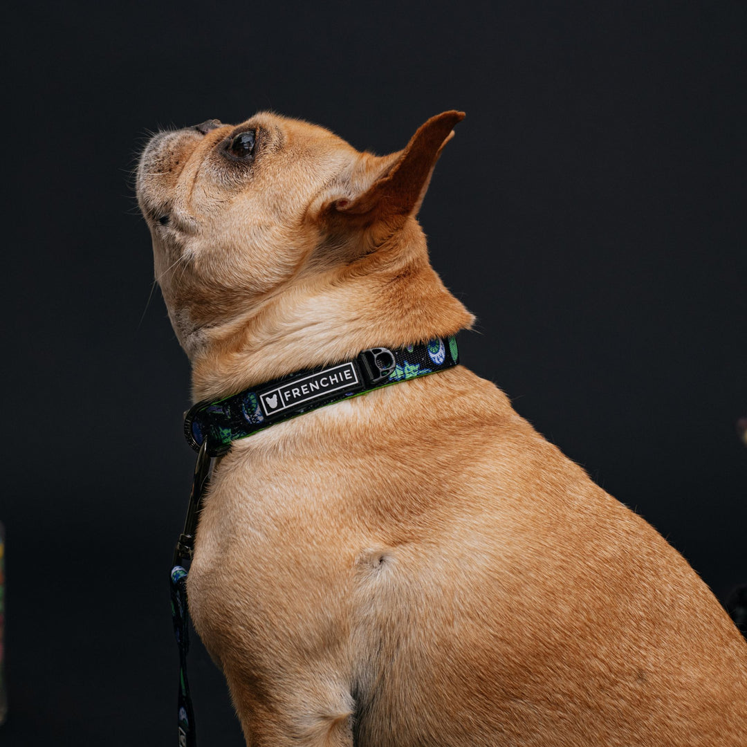 Frenchie Comfort Collar - Howl-O-Ween