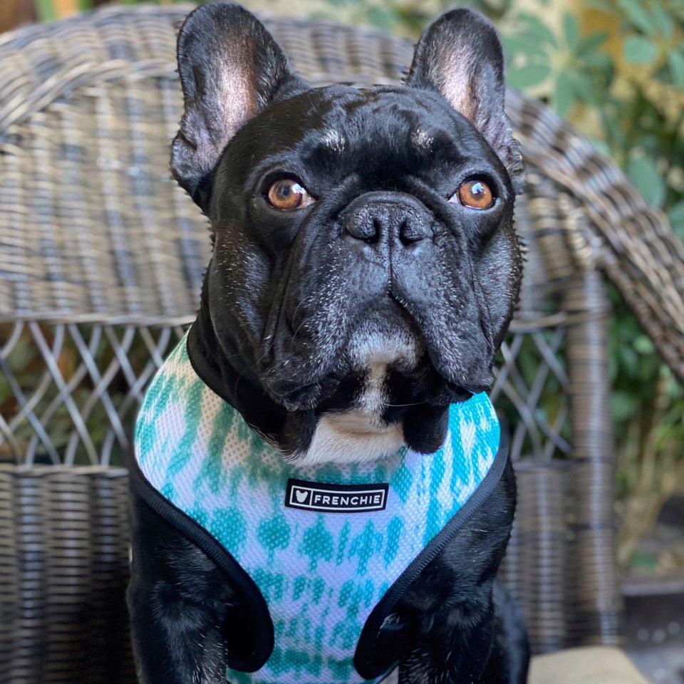 Frenchie Duo Reversible Harness - Tie Dye