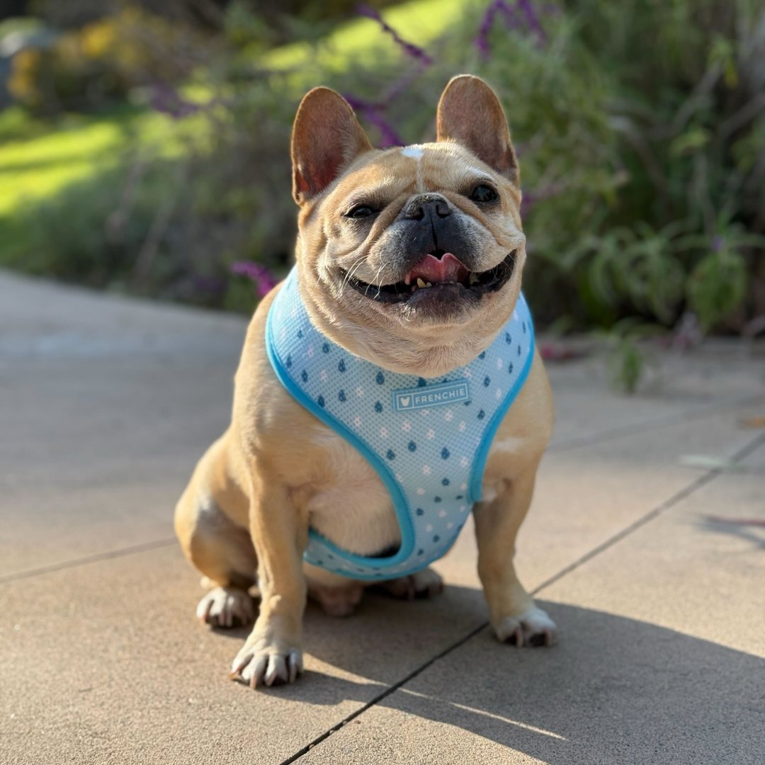 Frenchie Regular Frenchie Duo Reversible Harness - It's Raining Frenchies – Frenchie Bulldog