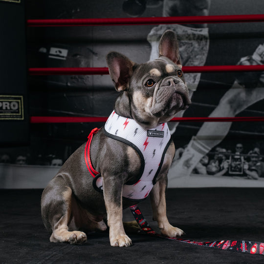 Frenchie Duo Reversible Harness - Knockout