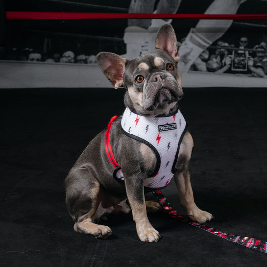 Frenchie Duo Reversible Harness - Knockout