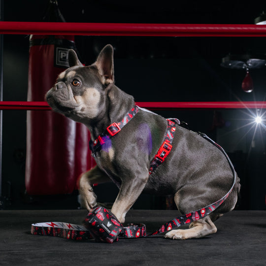 Frenchie Strap Harness - Knockout