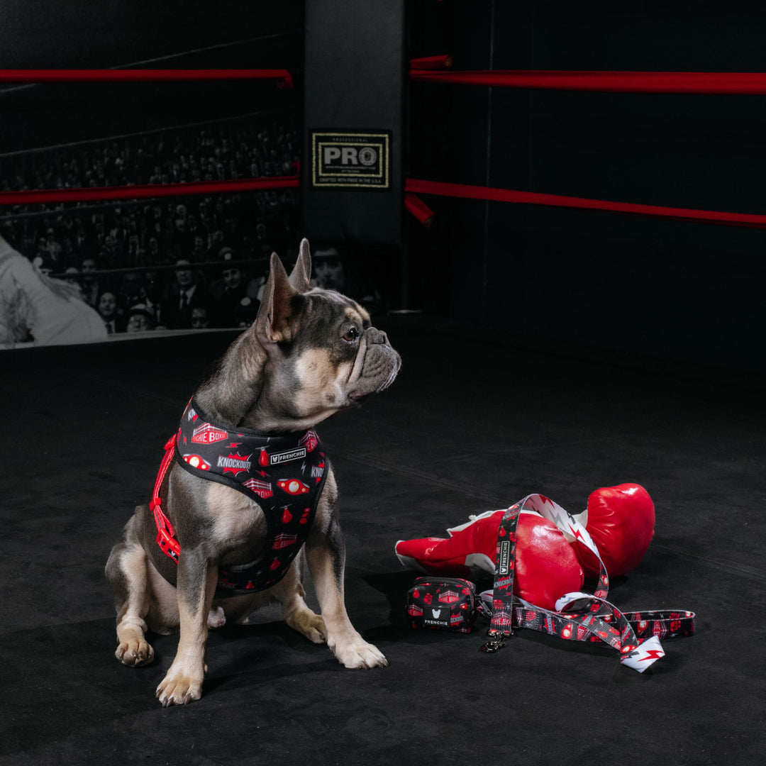 Frenchie Comfort Leash - Knockout