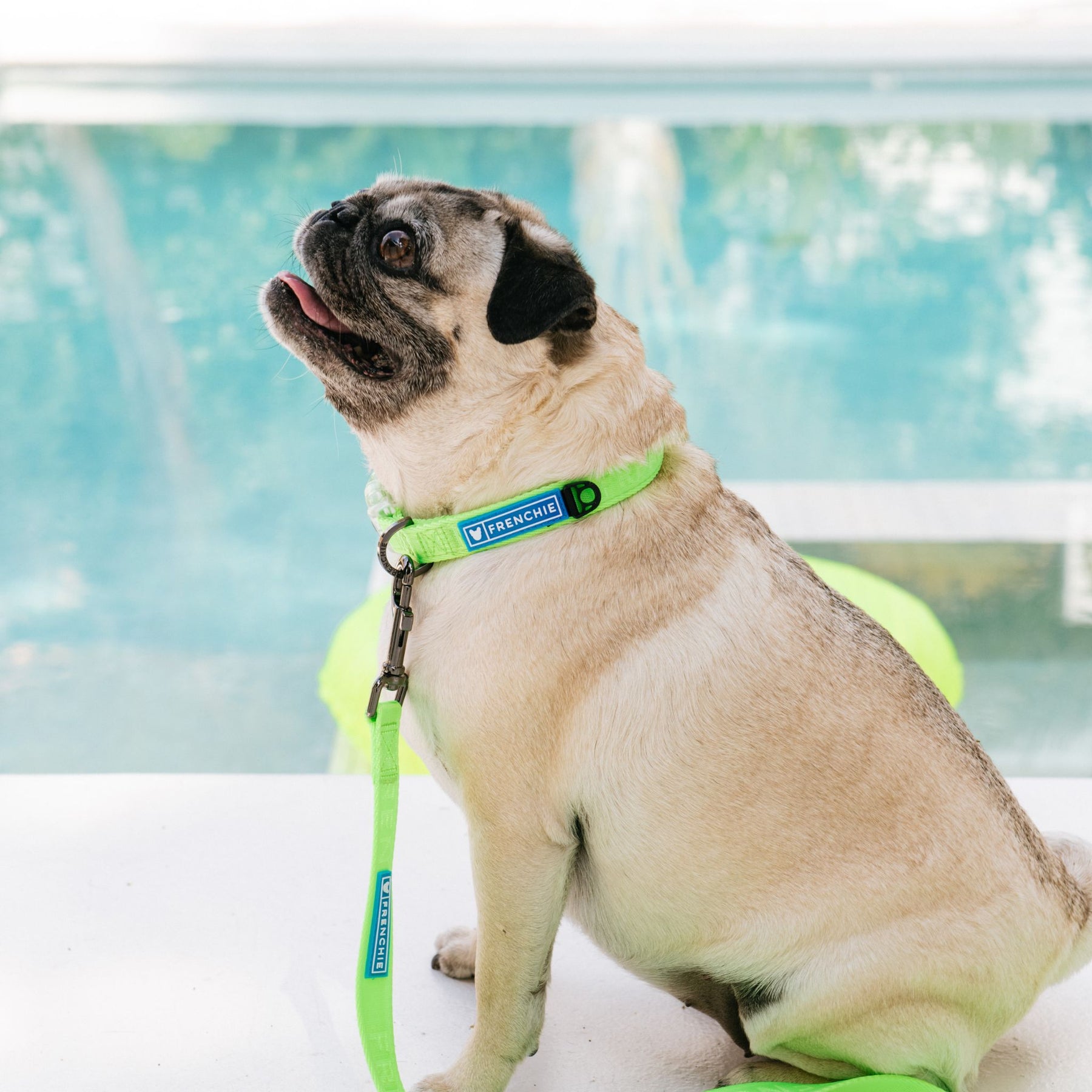 Frenchie Comfort Collar Neon Green Frenchie Bulldog