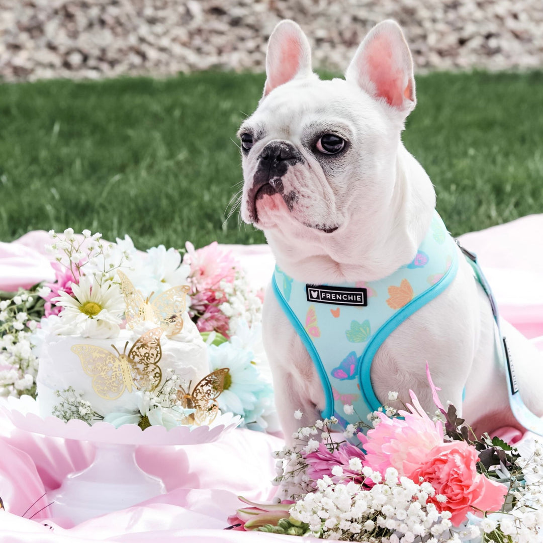 Frenchie Duo Reversible Harness - Pastel Butterfly