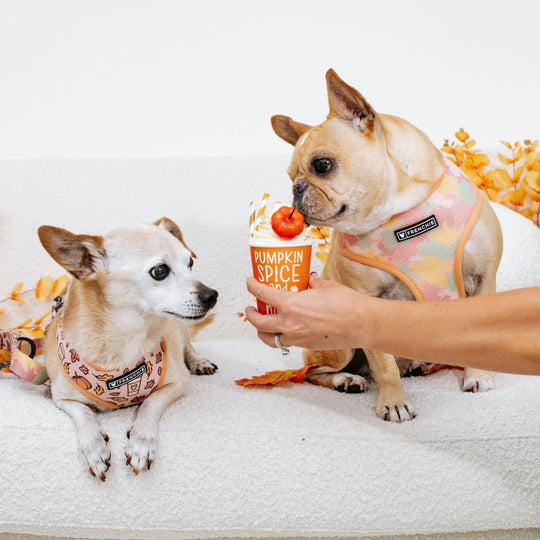 Frenchie Duo Reversible Harness - Pumpkin Spice