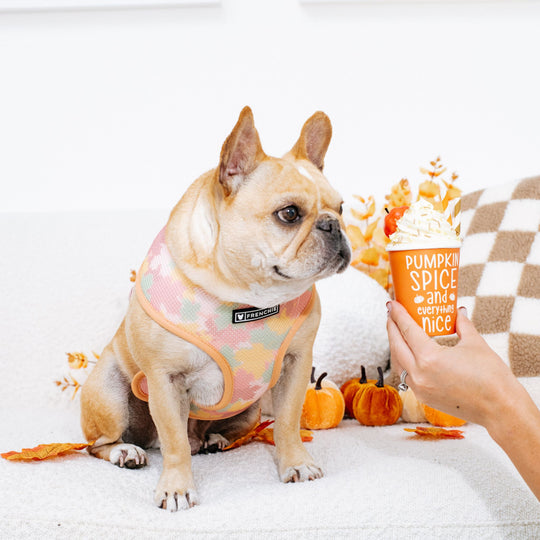 Frenchie Duo Reversible Harness - Pumpkin Spice