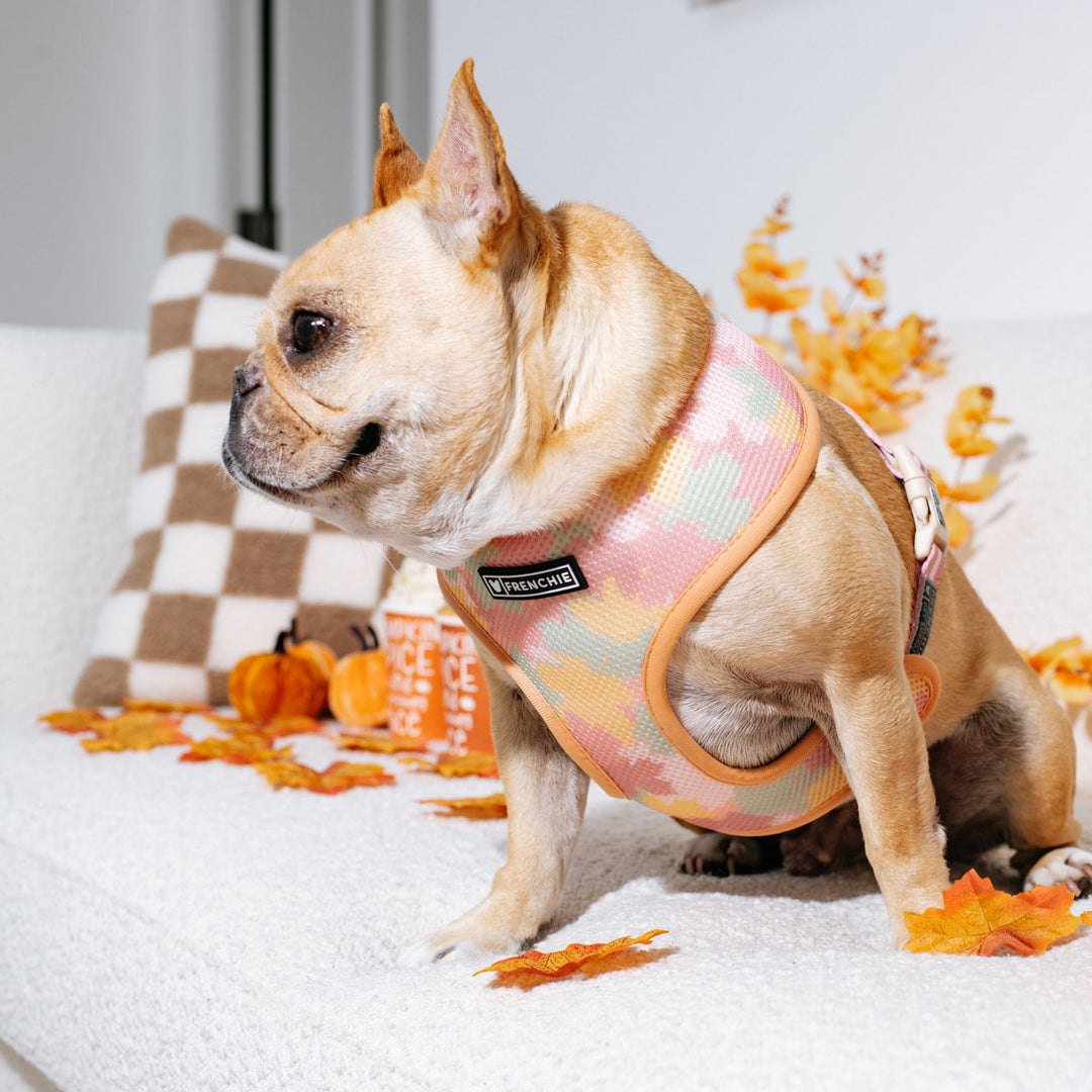 Frenchie Duo Reversible Harness - Pumpkin Spice