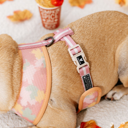 Frenchie Duo Reversible Harness - Pumpkin Spice