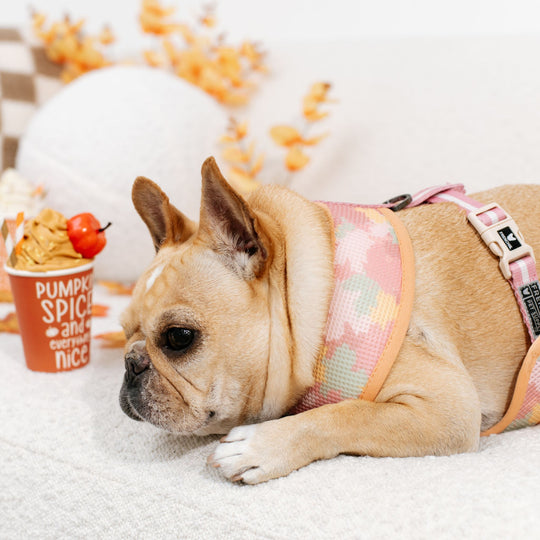 Frenchie Duo Reversible Harness - Pumpkin Spice