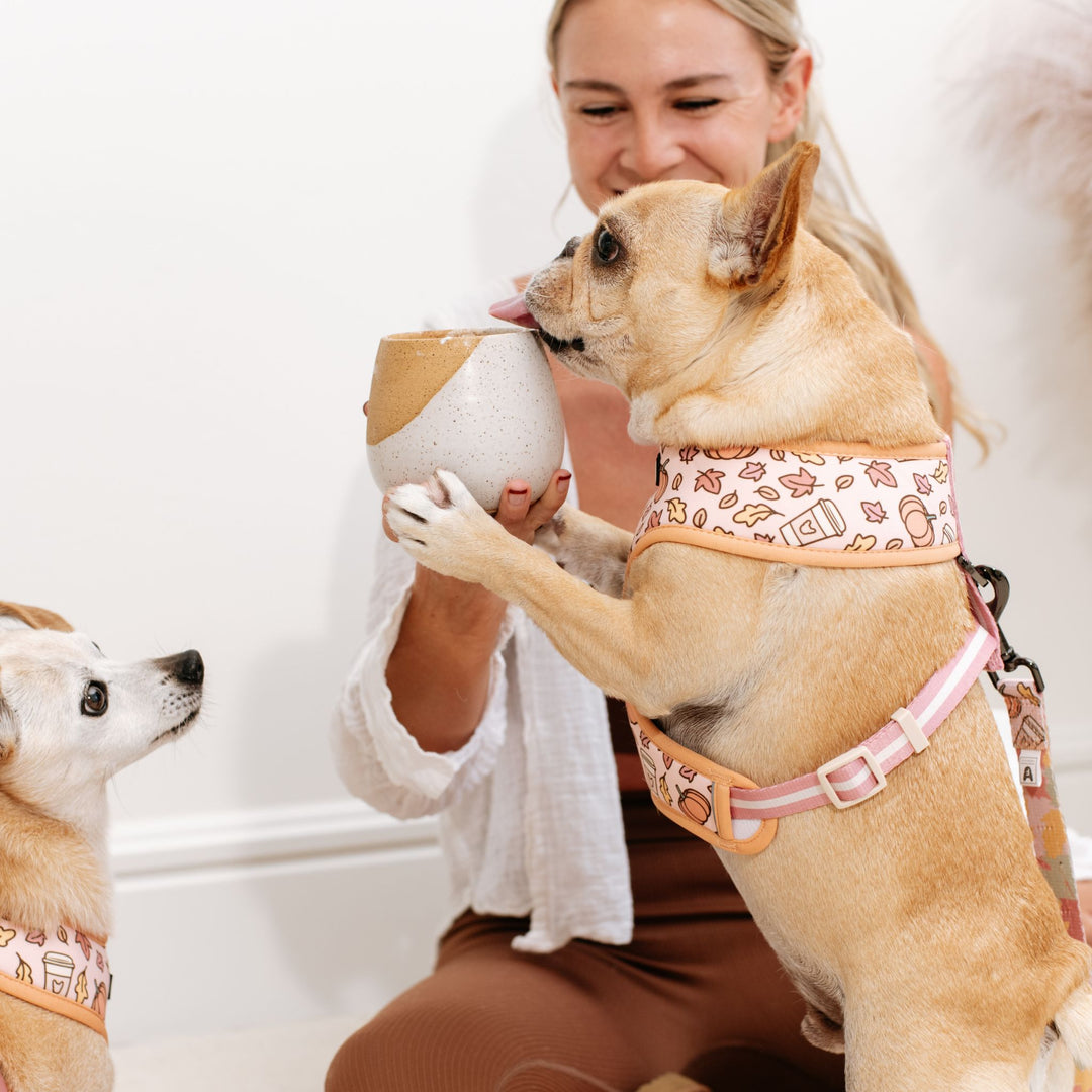 Frenchie Duo Reversible Harness - Pumpkin Spice