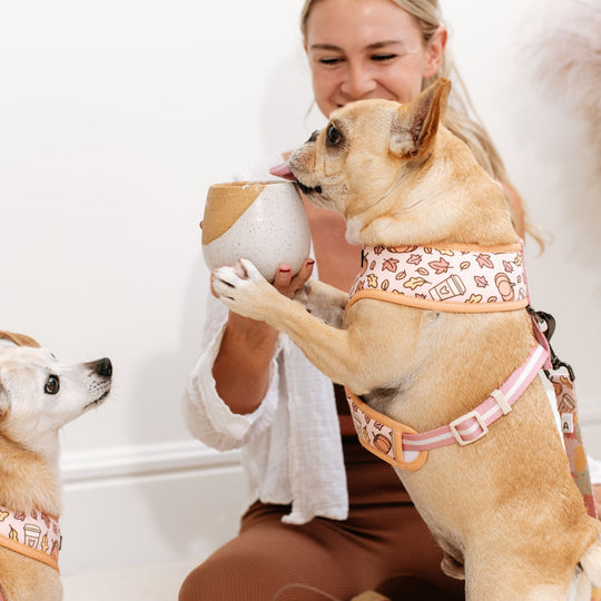 Frenchie Duo Reversible Harness - Pumpkin Spice