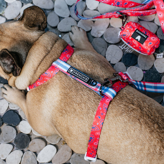 Frenchie Strap Harness - Red, White, and Paisley
