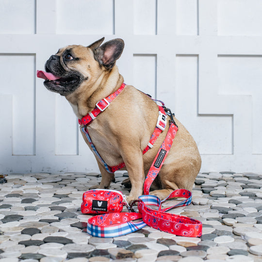 Frenchie Strap Harness - Red, White, and Paisley