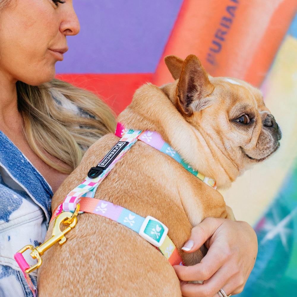 Frenchie Strap Harness - Rainbow Bad to the Bone