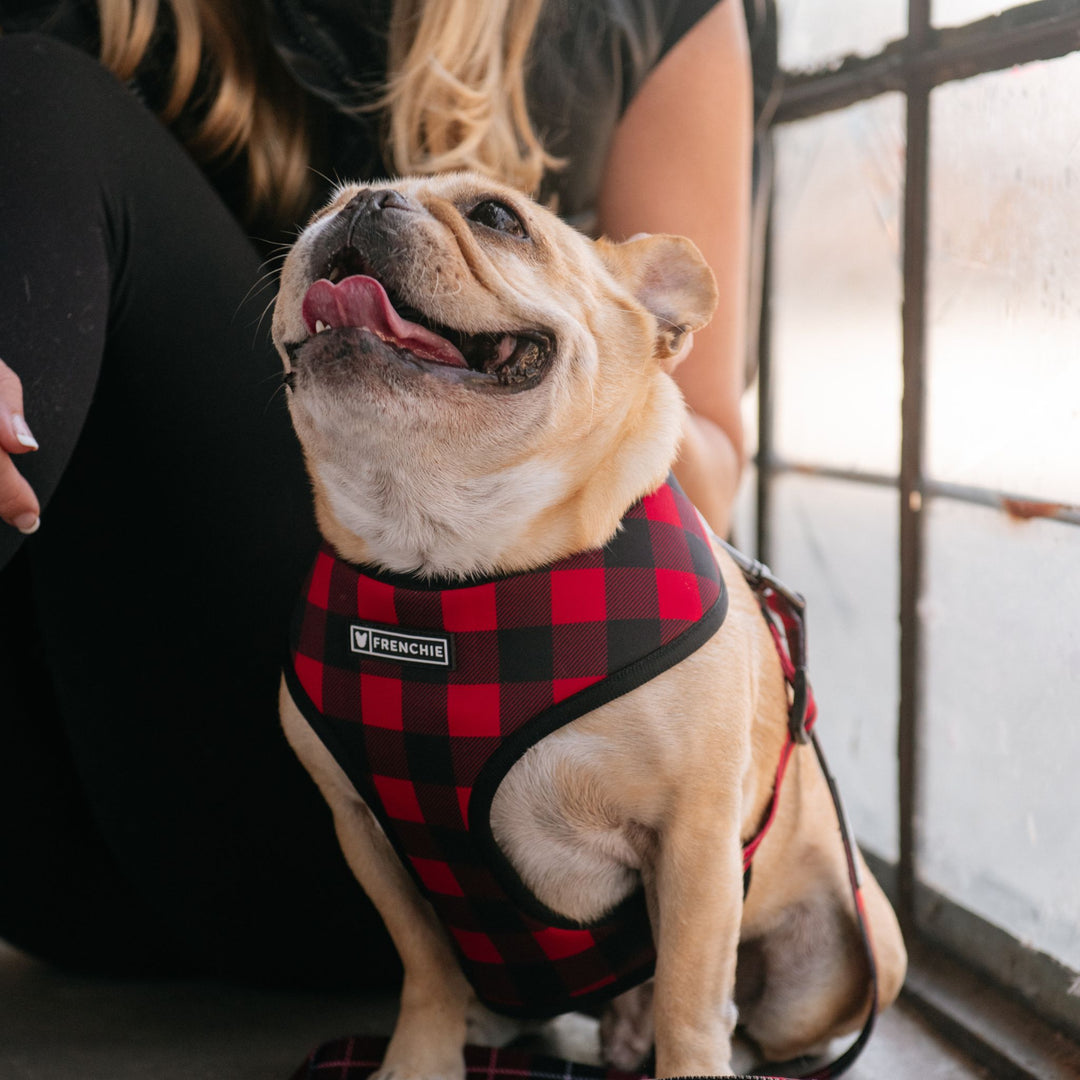 Frenchie Duo Reversible Harness - Red and Black Plaid