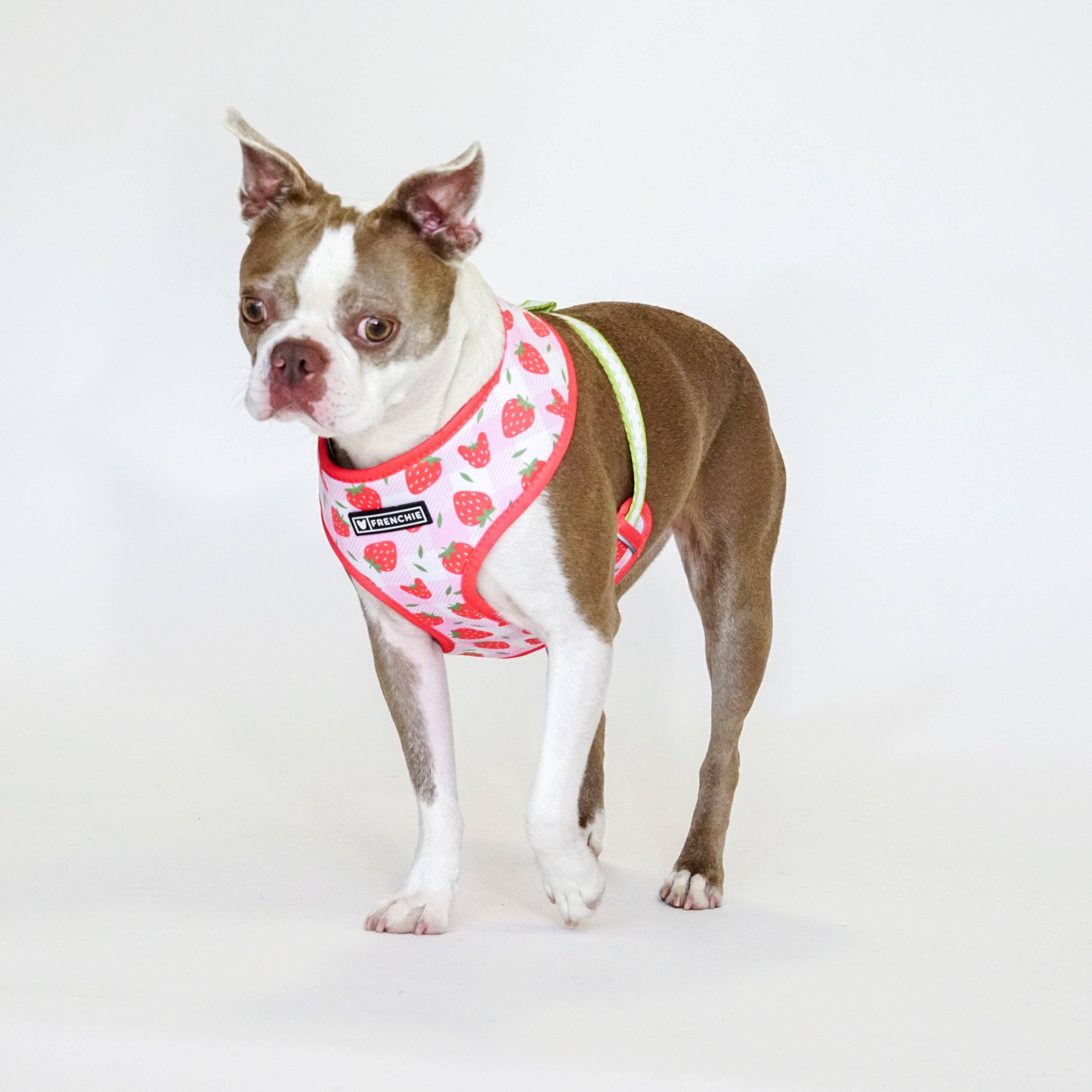 Frenchie Duo Reversible Harness - Strawberry Fields – Frenchie Bulldog