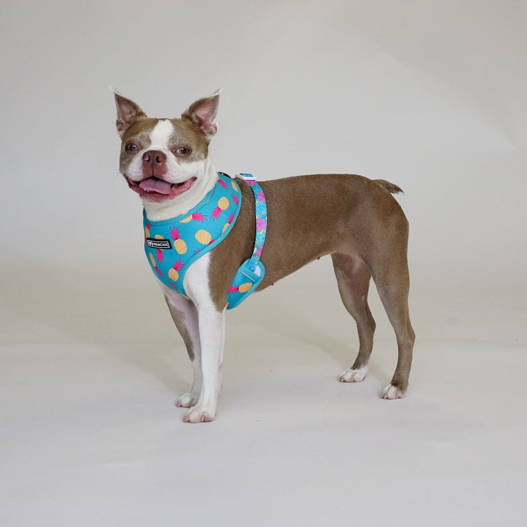 Frenchie Duo Reversible Harness - Tropical Punch