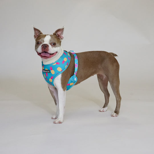 Frenchie Duo Reversible Harness - Tropical Punch