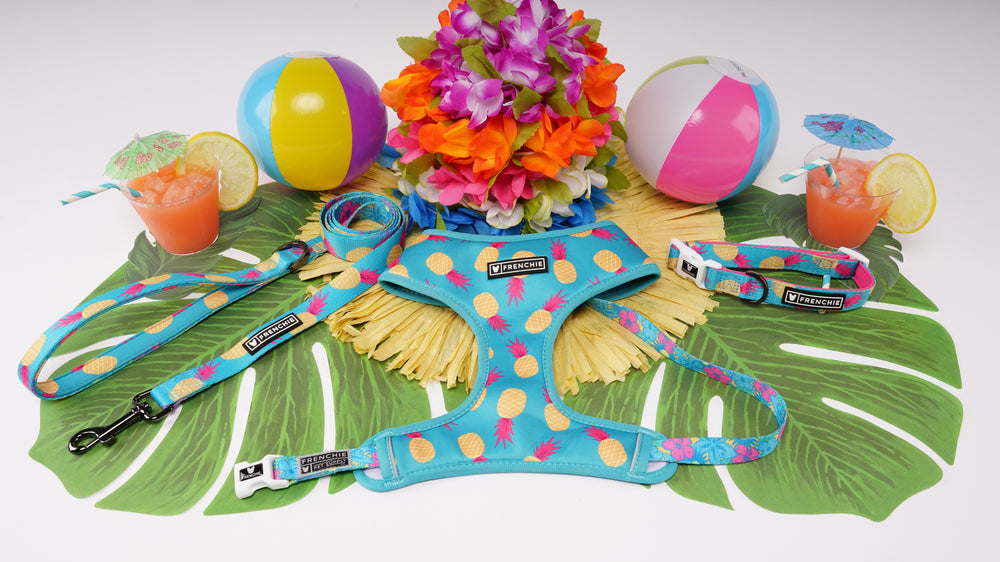 Frenchie Duo Reversible Harness - Tropical Punch