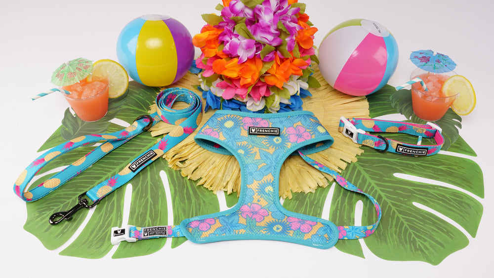 Frenchie Comfort Leash - Tropical Punch