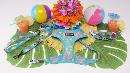 Frenchie Duo Reversible Harness - Tropical Punch