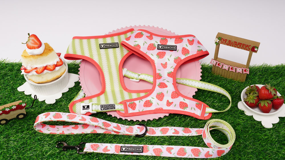 Frenchie Comfort Leash - Strawberry Fields