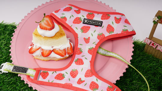 Frenchie Duo Reversible Harness - Strawberry Fields