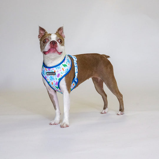 Frenchie Duo Reversible Harness - Aquatic Critters
