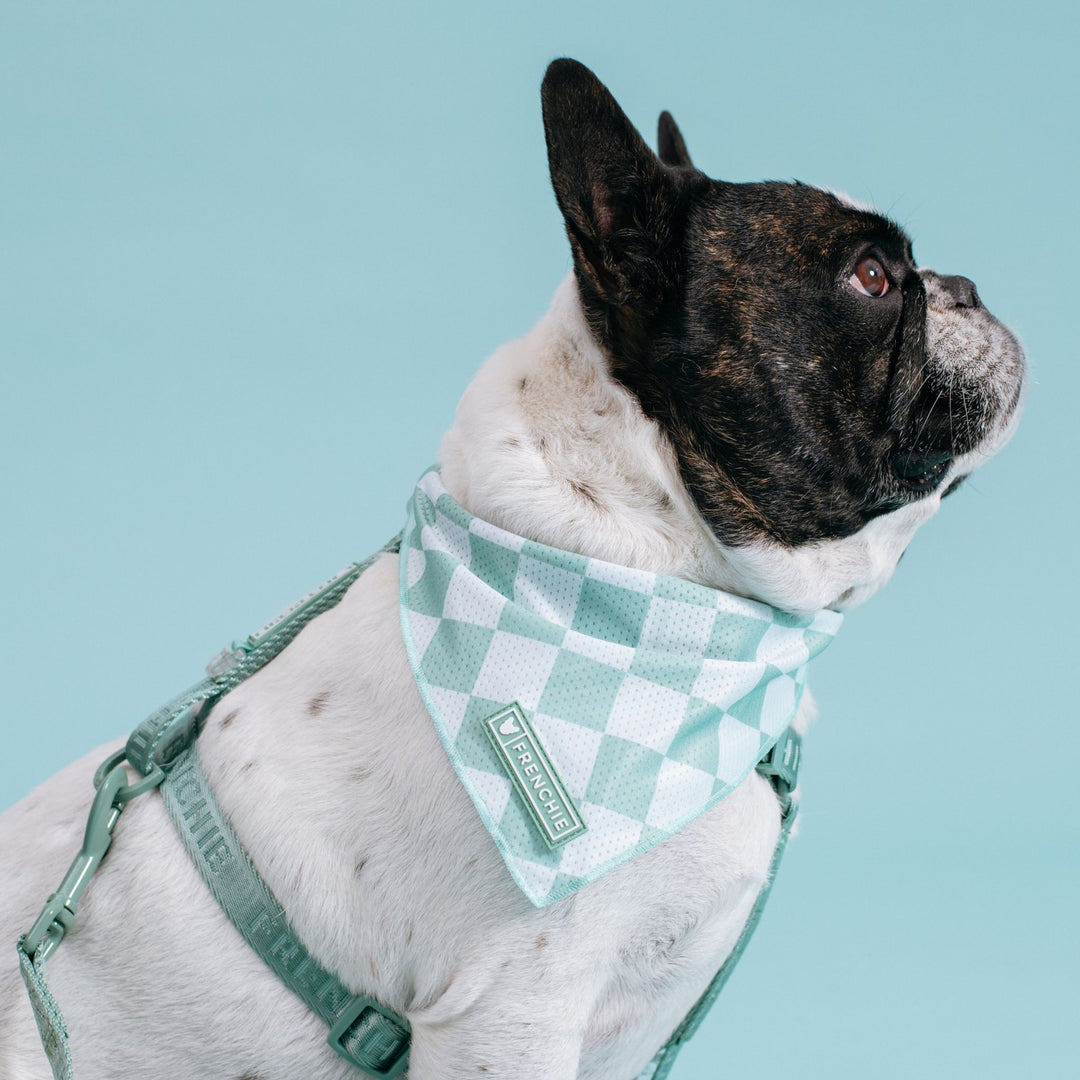 Frenchie Strap Harness - Sage