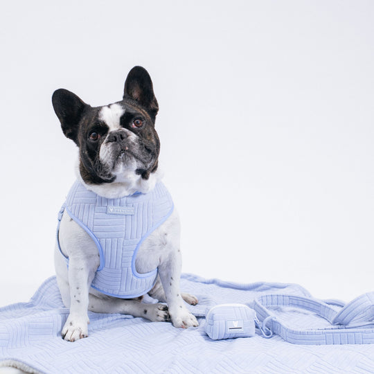 Frenchie Poo Bag Holder - Terry- Blue