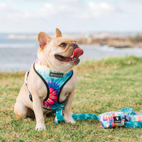 How To Fly Internationally With Your Dogs Can French Bulldogs Fly