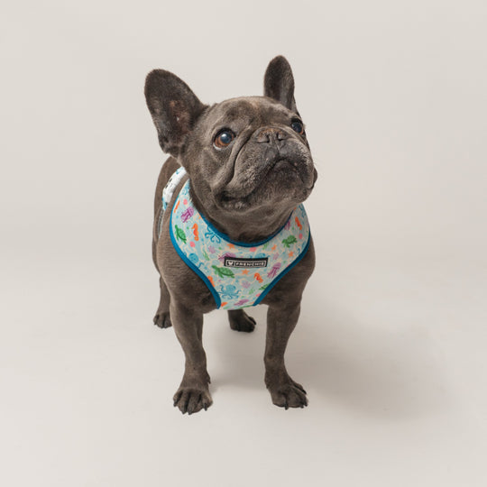 Frenchie Duo Reversible Harness - Aquatic Critters