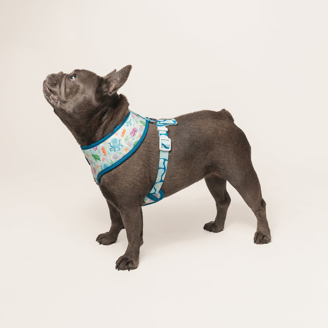 Frenchie Duo Reversible Harness - Aquatic Critters